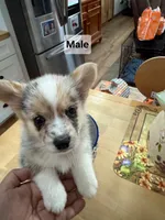 Alice Cooper, a male Toy Australian Shepherd for sale in Granby, MO – 2 of 2