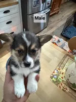 Buster, a male Pembroke Welsh Corgi and Toy Australian Shepherd for sale in Granby, MO – 2 of 3