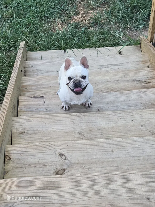 Pop (popcorn) – French Bulldog puppy for sale in Falls Of Rough, KY