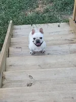 Pop (popcorn), a male French Bulldog for sale in Falls Of Rough, KY – 1 of 2