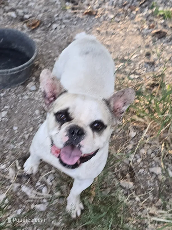 Chloe – French Bulldog puppy for sale in Falls Of Rough, KY