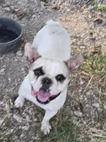Chloe, a female French Bulldog for sale in Falls Of Rough, KY – 1 of 1