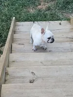 Pop (popcorn), a male French Bulldog for sale in Falls Of Rough, KY – 2 of 2