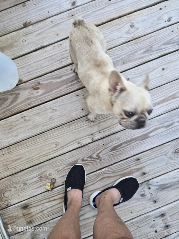 Daisy – French Bulldog puppy for sale in Falls Of Rough, KY