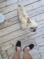 Daisy, a female French Bulldog for sale in Falls Of Rough, KY – 1 of 1
