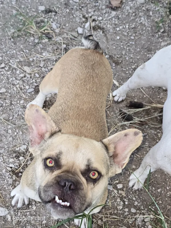 Zoe – French Bulldog puppy for sale in Falls Of Rough, KY