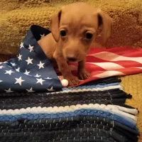 Lucky Lucy, a female Miniature Dachshund for sale in Colorado Springs, CO – 3 of 3