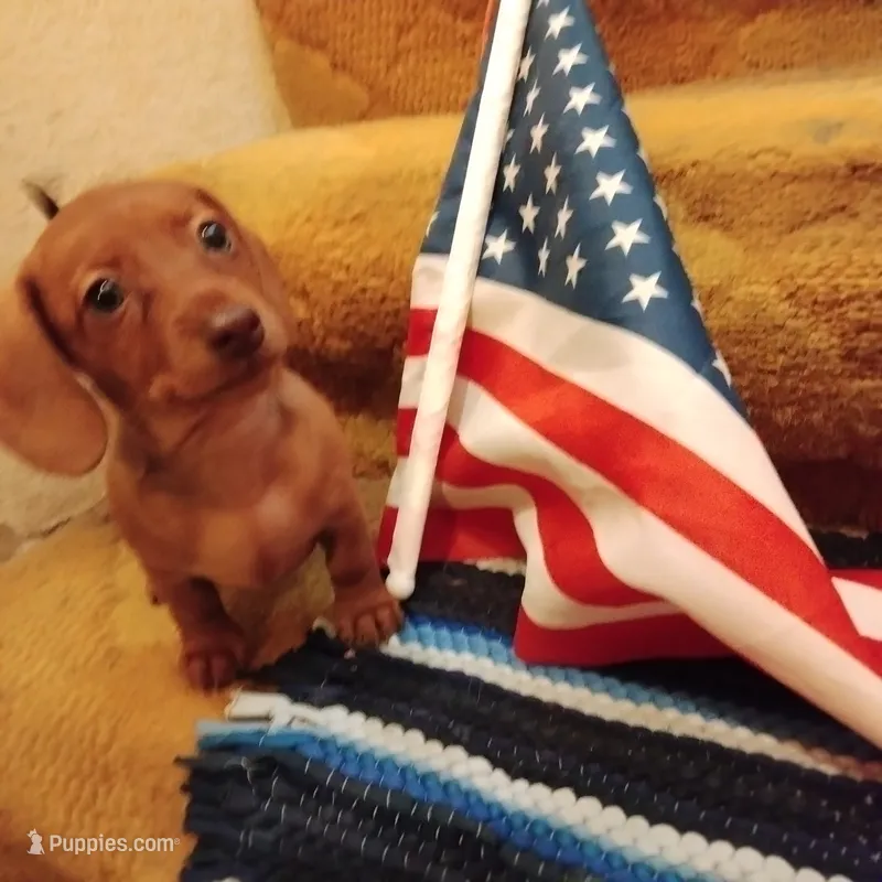 big red – Dachshund puppy for sale in Colorado Springs, CO