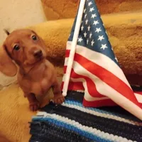little miss, a female Dachshund for sale in Colorado Springs, CO – 3 of 6