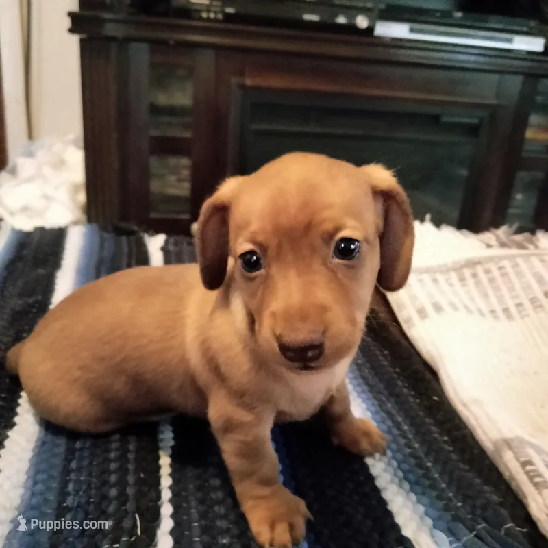 red – Miniature Dachshund puppy for sale in Colorado Springs, CO