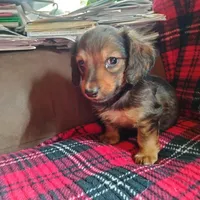 sugar, a male Dachshund for sale in Colorado Springs, CO – Photo 2 of 10