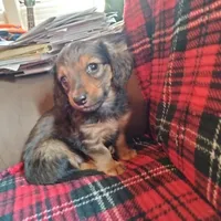 sugar, a male Dachshund for sale in Colorado Springs, CO – Photo 4 of 10