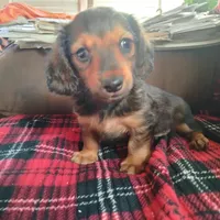 sugar, a male Dachshund for sale in Colorado Springs, CO – Photo 7 of 10