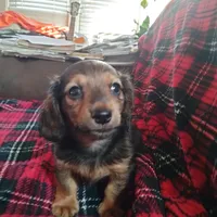 sugar, a male Dachshund for sale in Colorado Springs, CO – Photo 9 of 10