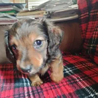 sugar, a male Dachshund for sale in Colorado Springs, CO – Photo 5 of 10