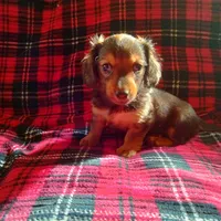 sugar, a male Dachshund for sale in Colorado Springs, CO – Photo 3 of 10