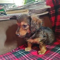 sugar, a male Dachshund for sale in Colorado Springs, CO – Photo 1 of 10