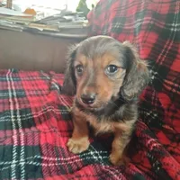 sugar, a male Dachshund for sale in Colorado Springs, CO – Photo 10 of 10