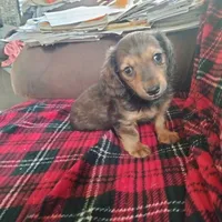 sugar, a male Dachshund for sale in Colorado Springs, CO – Photo 8 of 10