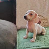 tea cup, a female Miniature Dachshund for sale in Colorado Springs, CO – 5 of 5