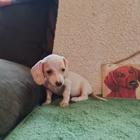 tea cup, a female Miniature Dachshund for sale in Colorado Springs, CO – 2 of 5