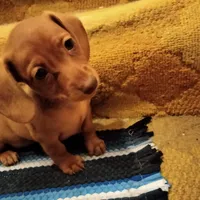 Lucky Lucy, a female Miniature Dachshund for sale in Colorado Springs, CO – 2 of 3