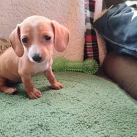 English Cream, a female Dachshund for sale in Colorado Springs, CO – 4 of 9