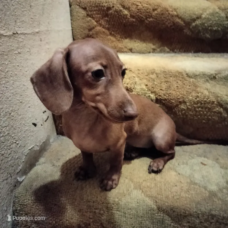 sugar – Miniature Dachshund puppy for sale in Colorado Springs, CO