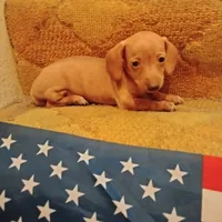 English cream, a female Miniature Dachshund for sale in Colorado Springs, CO – 4 of 4