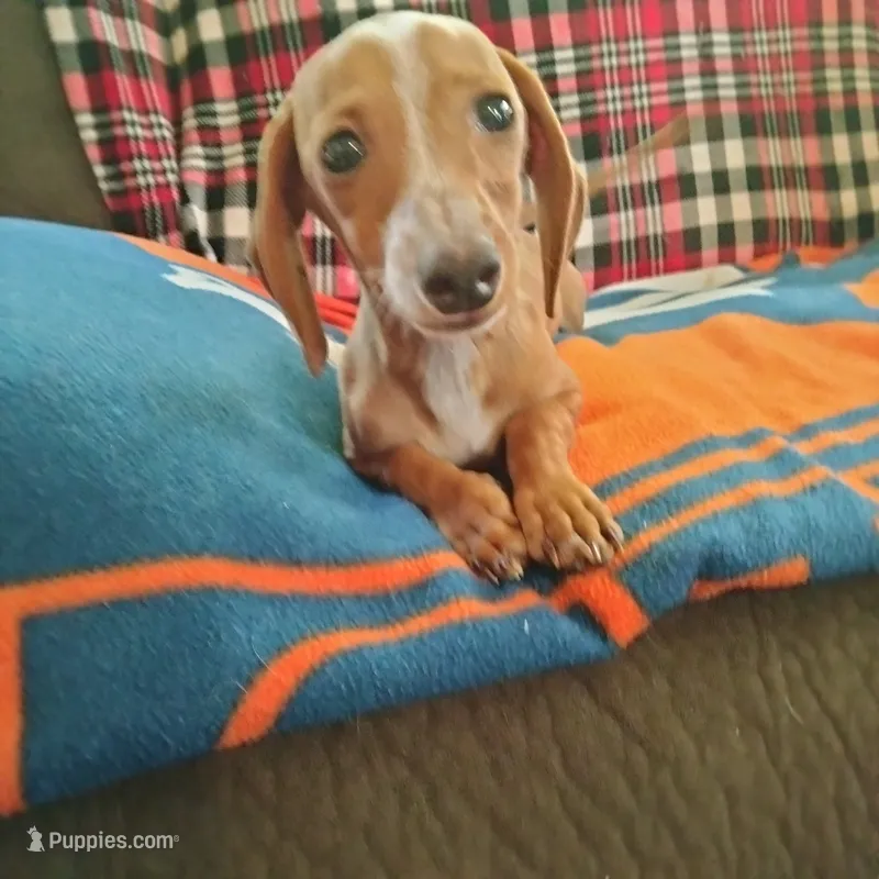 English Cream – Dachshund puppy for sale in Colorado Springs, CO