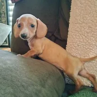 English Cream, a female Dachshund for sale in Colorado Springs, CO – 8 of 9