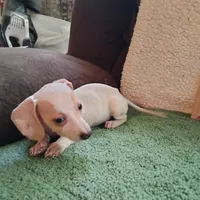 tea cup, a female Miniature Dachshund for sale in Colorado Springs, CO – 3 of 5