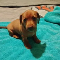 red, a female Dachshund for sale in Colorado Springs, CO – 3 of 4