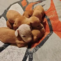 mini, a female Miniature Dachshund for sale in Colorado Springs, CO – 1 of 1