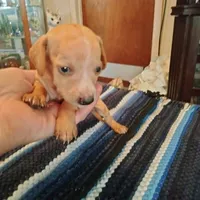 English Cream, a  Dachshund for sale in Colorado Springs, CO – 1 of 1