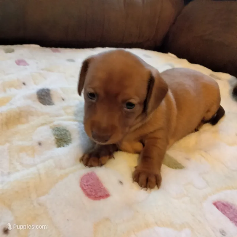 red – Dachshund puppy for sale in Colorado Springs, CO