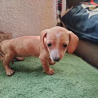 English Cream, a female Dachshund for sale in Colorado Springs, CO – 1 of 5