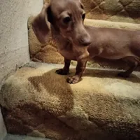 sugar, a female Miniature Dachshund for sale in Colorado Springs, CO – 3 of 3
