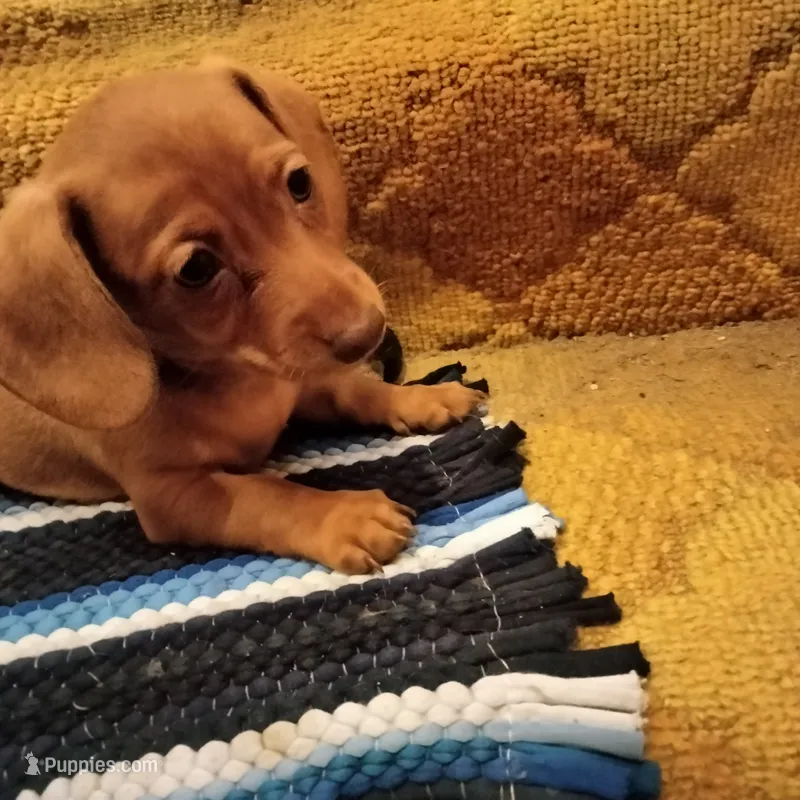 Lucky Lucy – Miniature Dachshund puppy for sale in Colorado Springs, CO