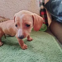 English Cream, a female Dachshund for sale in Colorado Springs, CO – 5 of 9