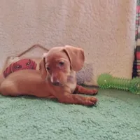 pinky, a female Miniature Dachshund for sale in Colorado Springs, CO – 3 of 3