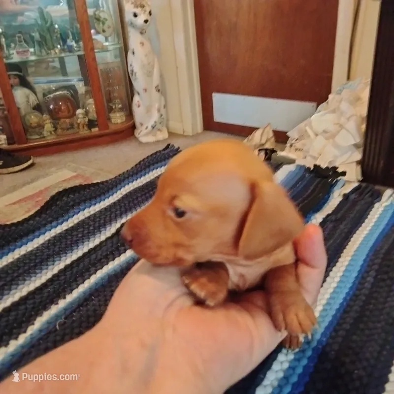 red – Miniature Dachshund puppy for sale in Colorado Springs, CO