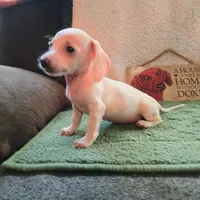 tea cup, a female Miniature Dachshund for sale in Colorado Springs, CO – 4 of 5
