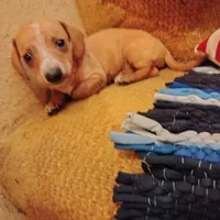 mini, a female Miniature Dachshund for sale in Colorado Springs, CO – 4 of 4