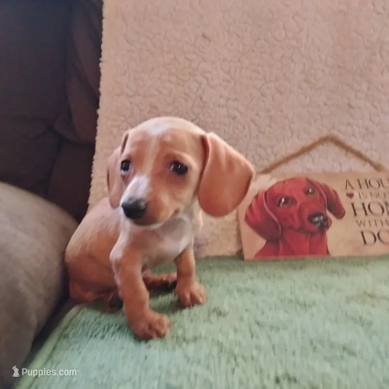 English Cream – Dachshund puppy for sale in Colorado Springs, CO