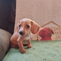 English Cream, a female Dachshund for sale in Colorado Springs, CO – 2 of 5