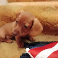 big red, a female Dachshund for sale in Colorado Springs, CO – 4 of 5