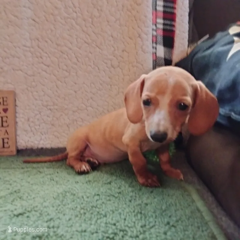 mini – Miniature Dachshund puppy for sale in Colorado Springs, CO