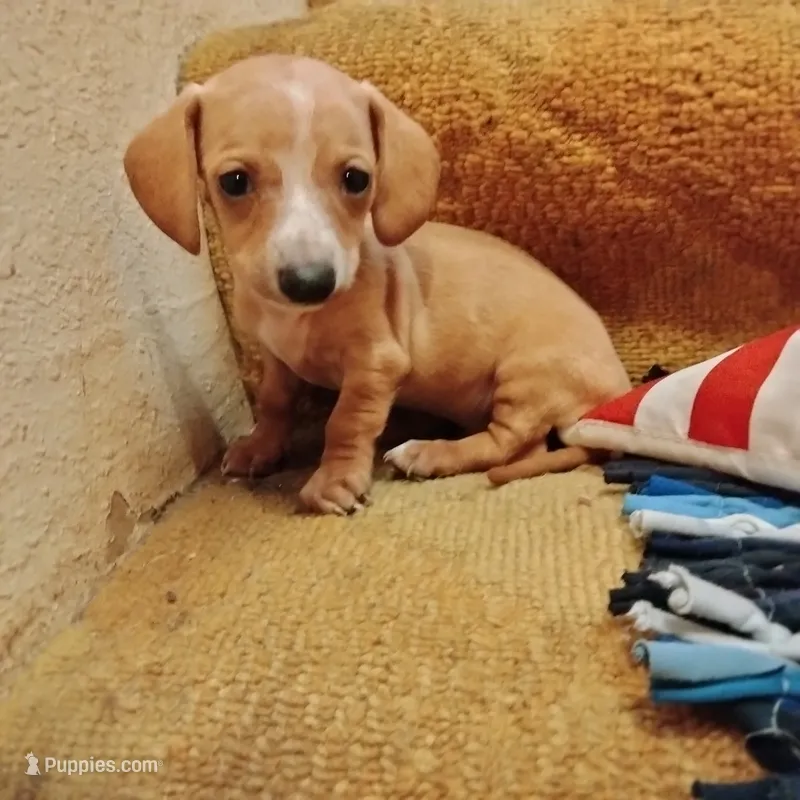 mini – Miniature Dachshund puppy for sale in Colorado Springs, CO