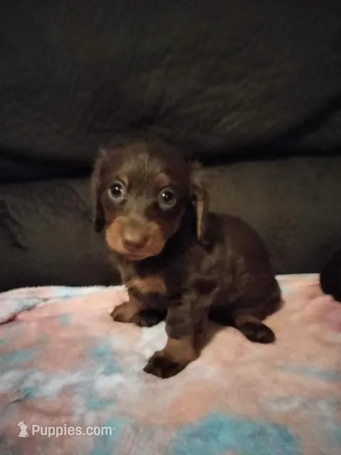 Coco – Miniature Dachshund puppy for sale in Colorado Springs, CO